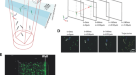 Staphylococcus aureus forms spreading dendrites that have characteristics  of active motility