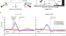 Association between trunk muscle mass and log for visual analog scale