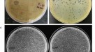 L-form conversion in Gram-positive bacteria enables escape from phage  infection