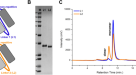 Generation and functional characterization of a single-chain variable  fragment (scFv) of the anti-FGF2 3F12E7 monoclonal antibody