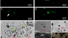 Host defense peptides combined with MTA extract increase the