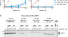 PDF) N-terminal acetylation shields proteins from degradation and promotes  age-dependent motility and longevity