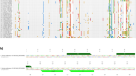 General aspects of the gut content of the Neoacrus spelaion sp. n