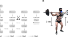 Cardiovascular responses to leg muscle loading during head-down