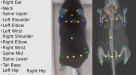 Three-dimensional unsupervised probabilistic pose reconstruction (3D-UPPER)  for freely moving animals