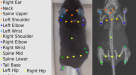 A three-dimensional virtual mouse generates synthetic training data for  behavioral analysis