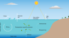 The Marginal Ice Zone as a dominant source region of atmospheric mercury  during central Arctic summertime