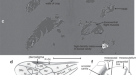 High niche diversity in Mesozoic pollinating lacewings