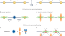 Robust weak antilocalization due to spin-orbital entanglement in