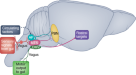 TrkB-expressing paraventricular hypothalamic neurons suppress appetite  through multiple neurocircuits