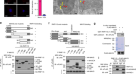 TRIM41 is required to innate antiviral response by polyubiquitinating ...