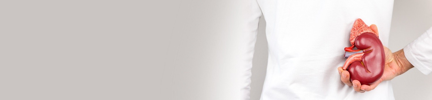 Header Schwerpunkt Niere