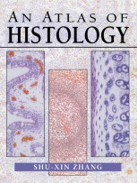 An Atlas of Histology [ペーパーバック] Zhang， Shu-Xin An Atlas of Histology: 9780387949543: Medicine & Health