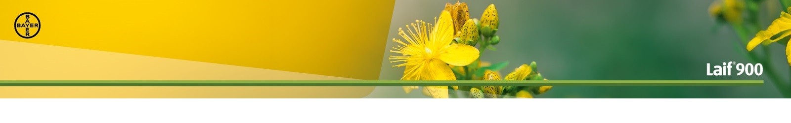 Headerbild Laif CH