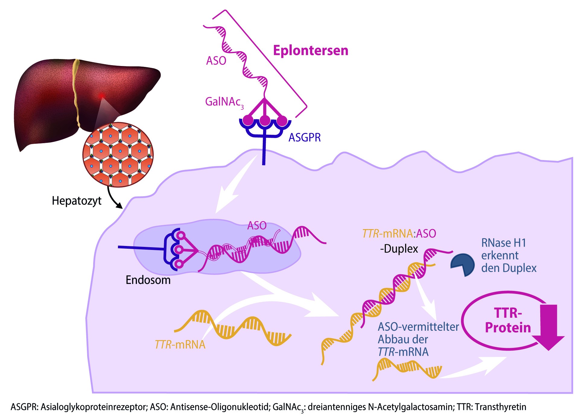 Abbildung AstraZeneca Wainzua