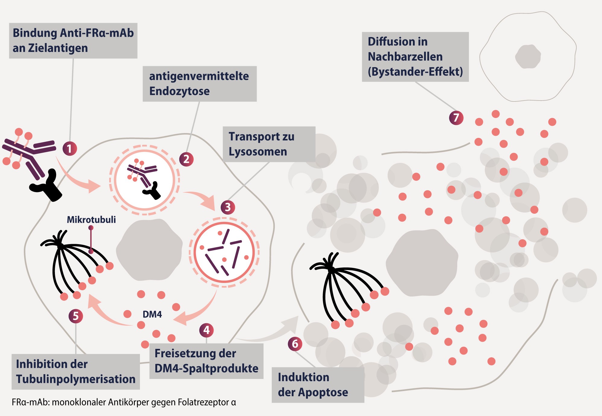 Abbildung AbbVie ELAHERE