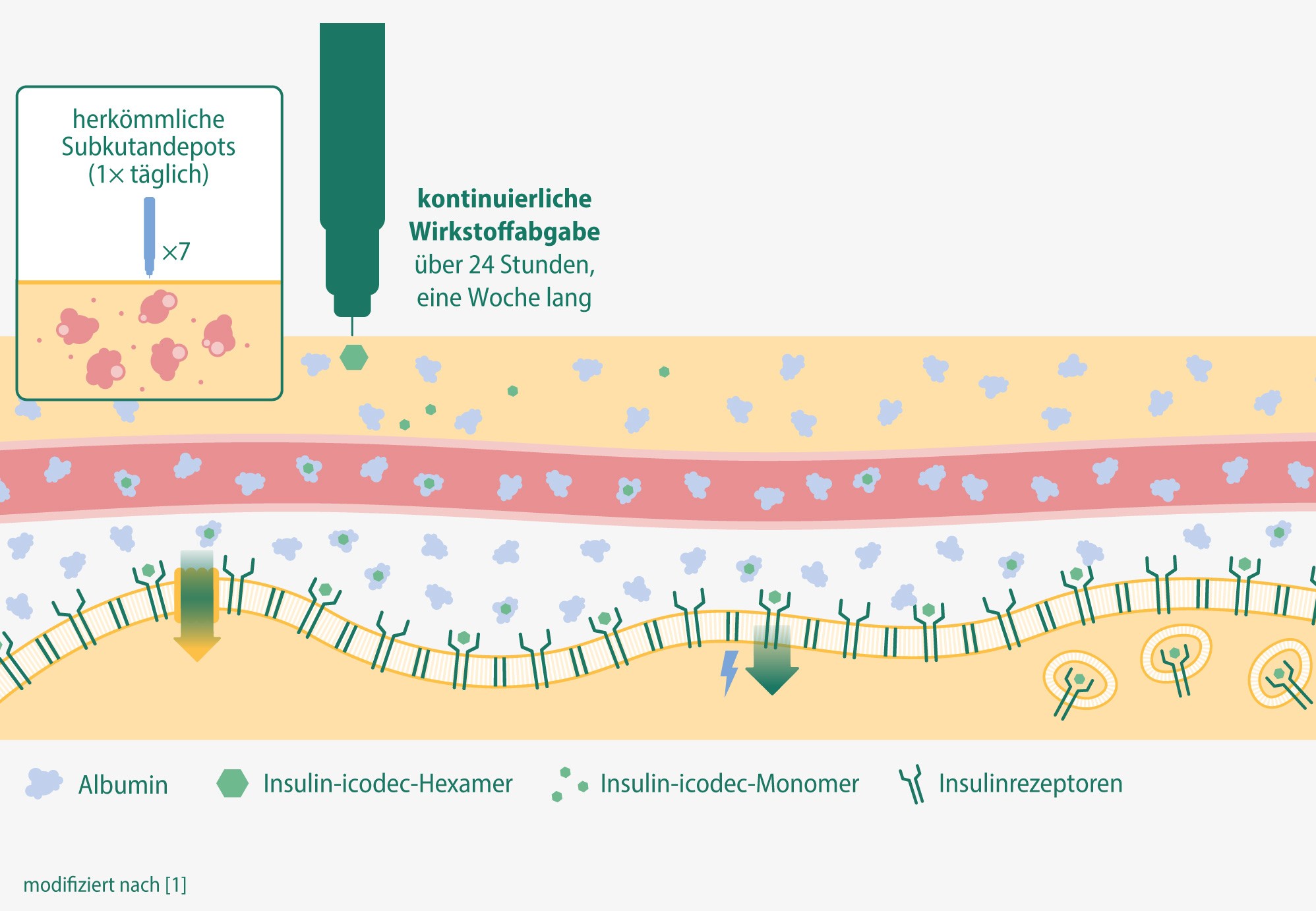 Abbildung Novo Nordisk Awiqli