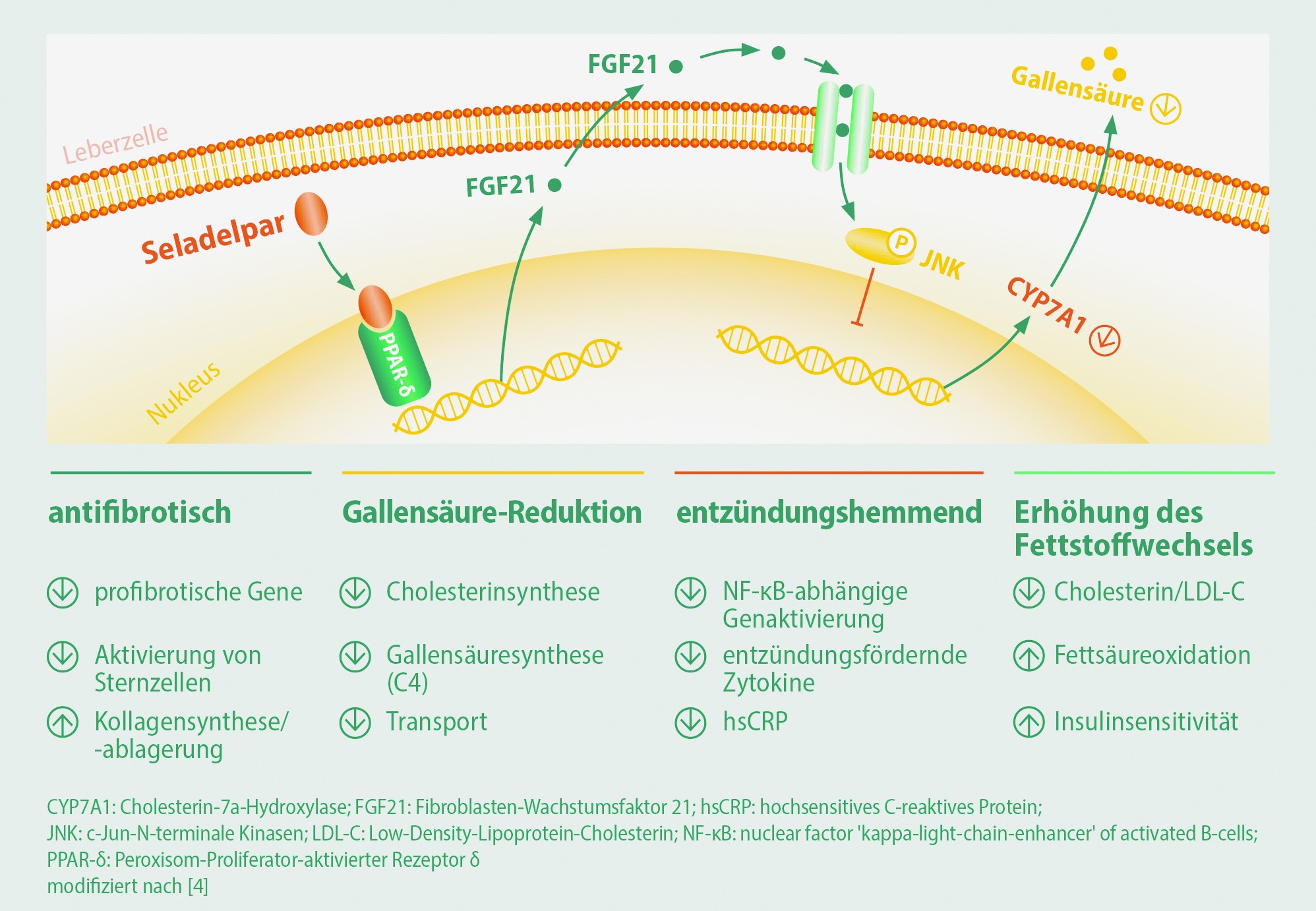 Seladelpar erhöht als Agonist des PPAR-δ unter anderem die Menge an FGF21