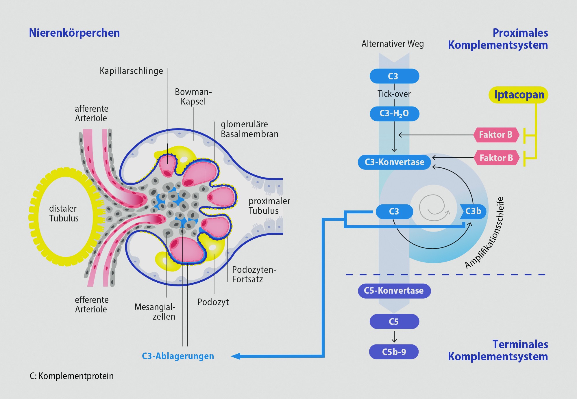 Abbildung Novartis Fabhalta