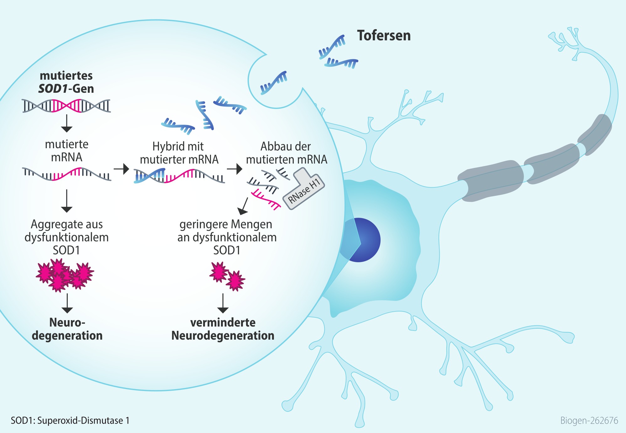 Abbildung Biogen Qalsody