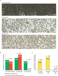 Tracking cell lysis efficiencies using Cellbrite-Fix 555 and SYBR Green staining in >1000 droplets or gels in each step of the lysis protocol.