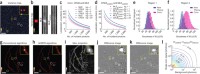 sCMOS camera–specific algorithms enable unbiased SMSN at the theoretical limit.