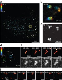 Live-cell SMSN at 0.5- to 2-s temporal resolution.