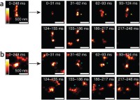 Video-rate live-cell nanoscopy of transferrin receptor clusters in live EA.hy926 cells.
