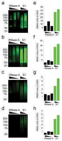 On-bead S1 nuclease digestion improves RNA digestion profile for multiple classes of RBPs