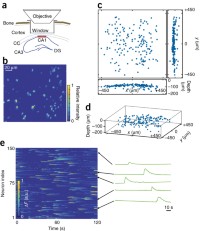 Video-rate volumetric Ca2+ imaging in mouse hippocampus.