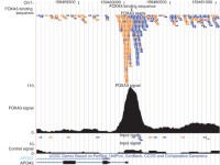 Evidence for FOXA3 protein–DNA interaction at the BCAS1 locus binding to the APOA2 promoter.