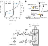 Single-molecule assay for nucleic-acid enzymes using flow-stretched DNA templates.