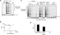 Analysis of telomerase activity using Cy5-TRAP.
