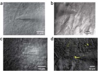 IR-difference interference contrast images of mossy fiber terminals in stratum lucidum of the hippocampal CA3 region under experimental conditions.