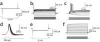 Functional criteria for unequivocal identification of hippocampal mossy fiber boutons during recording.