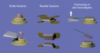 Diagram illustrating the two principal methods for fracturing frozen specimens, knife fracture and tensile fracture.