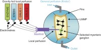 Schematic illustration of the perfusion system on the patch clamp setup.