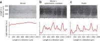 Optical effects in the barrel field of neocortical layer 4 due to different embedding media.