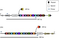 The repeat–spacer structure of the CRISPR loci CR1 and CR3 as they appear in the genome of S. thermophilus DGCC7710.