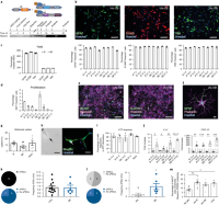 Molecular and functional characterization of iAs-B and iAs-SB.