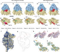 Classification of translating mammalian 80S ribosome with 3D-CTF-compensated missing wedge and multi-scale PCA.