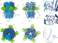 Megabody-enabled high-resolution structure of homopentameric β3 GABAAR in lipid nanodiscs.