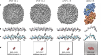 Challenge targets: cryo-EM maps at near-atomic resolution.