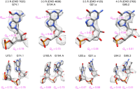 Q-scores averaged over nucleotides (Q nt) in cryo-EM maps and models of ribosomes from the EMDB at four different resolutions.