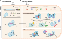 Stages of CRISPR-Cas immunity and mechanisms of Acr function.