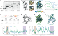 Assembly, activity and cryo-EM analyses of TetGI-D and TetGI-T.