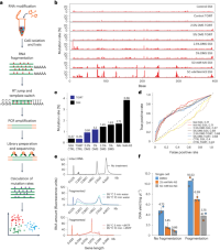 Development of sc-SPORT to probe RNA structures in single cells.