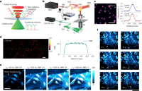 Laser-scan MIP microscope for real-time bond-selective imaging of live cells at 300 nm spatial resolution.