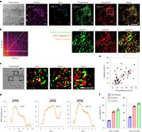 Multicolor MIP imaging of nitrile chameleons in live cancer cells provides evidence of caspase–phosphatase cooperation in apoptosis.