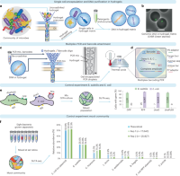 DoTA-seq profiles single-cell genetic loci in Gram-negative and -positive bacteria.